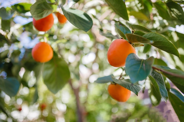 Persimmon tree with many persimmons in autumn