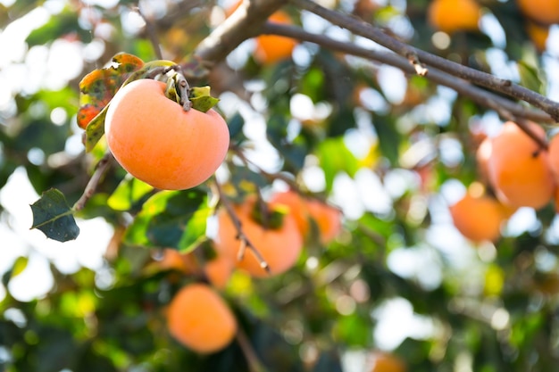 Persimmon tree