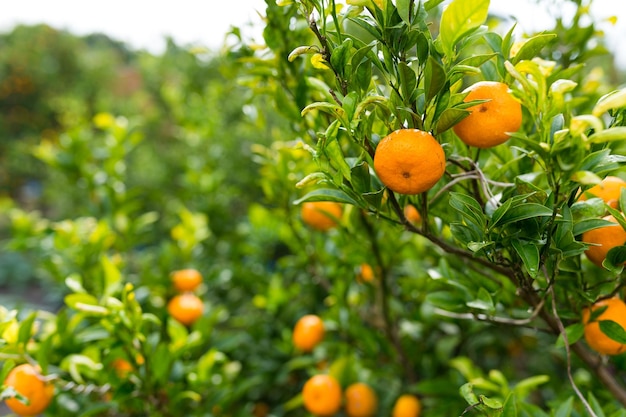 Persimmon tree