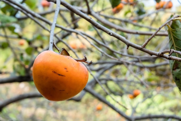 Foto persimmons op de boom