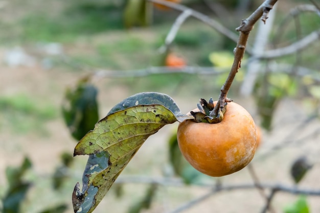 Persimmons on the tree