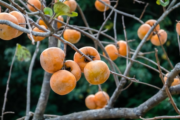 Photo persimmons on the tree