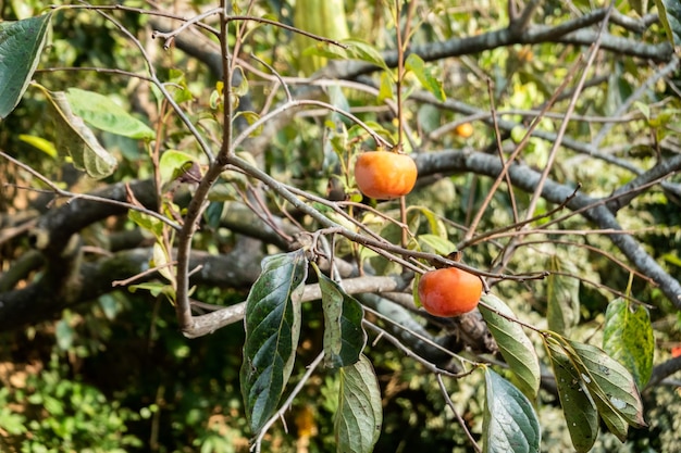 Photo persimmons on the tree