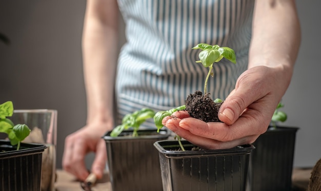 エプロンの人が土の入った鉢に若い緑のバジルの苗を植えていますクラフト紙でテーブルの上に園芸工具があります農業の概念の趣味