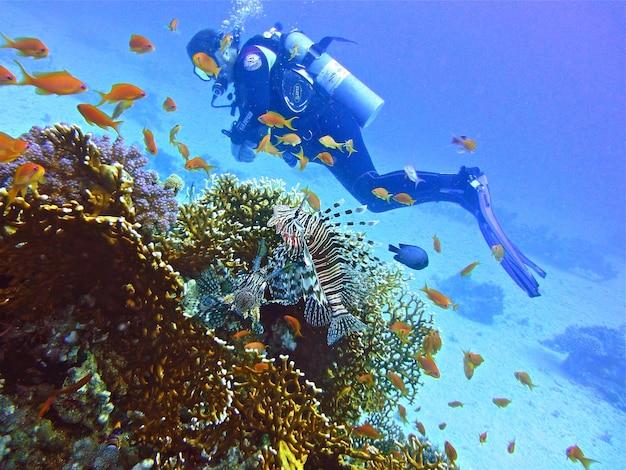 person by school of fish swimming in blue sea