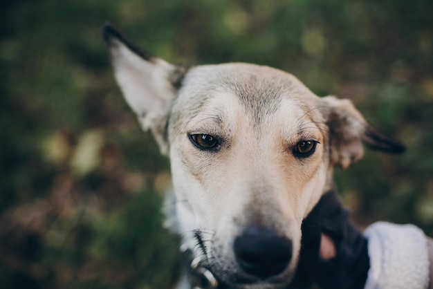 Person caressing cute gray dog with sad eyes and emotions in\
park dog shelter adoption concept woman petting scared dog in city\
street