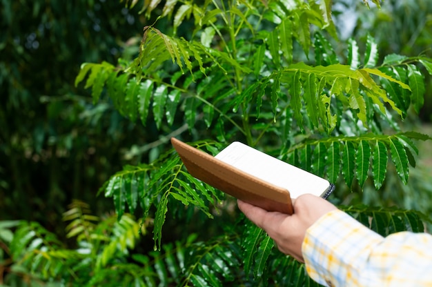 Photo a person checks the leaves in the garden