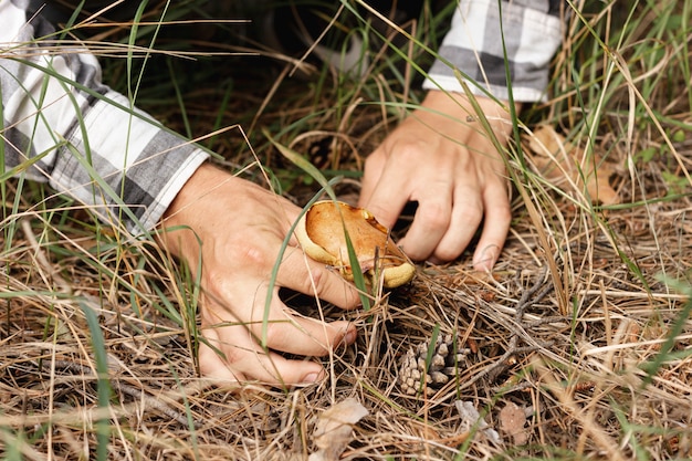 Person collecting mushroom in nature