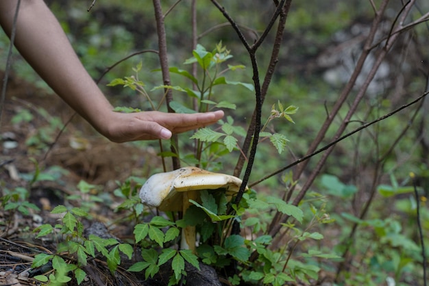 숲 한복판에서 버섯을 채취하는 사람