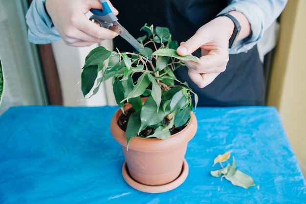 식물의 잎을 자르는 사람 집에서 식물 돌보기 원예 개념