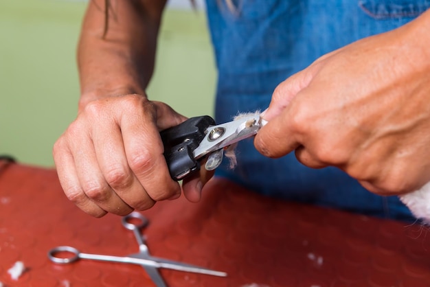 Person cutting the nails of a dog dog grooming adoption