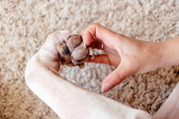 A person and a dog making a heart shape with the hand and paw