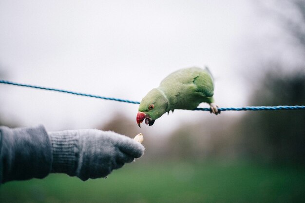 Фото Человек кормит попугая