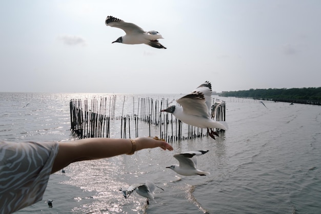 A person feeding seagulls from a hand in front of a body of water.