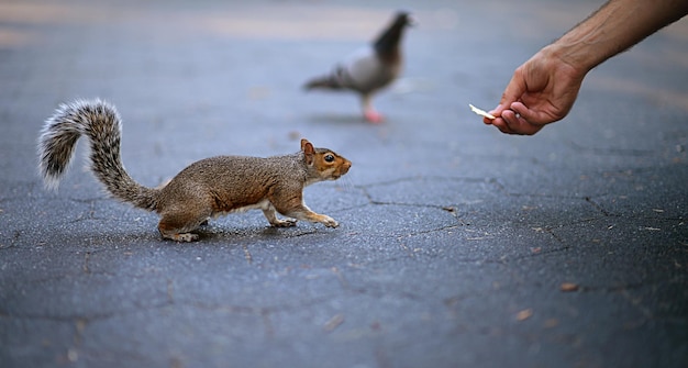 Person feeding squirrel in the city