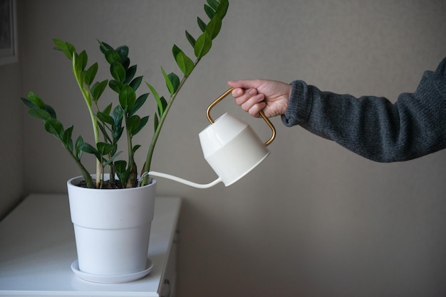 Person in grey sweater watering flower home plant zamioculcas