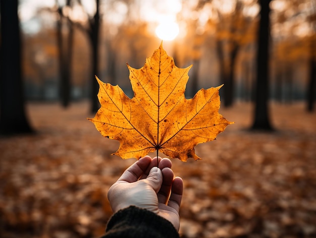 Person holding autumn leaf in hand