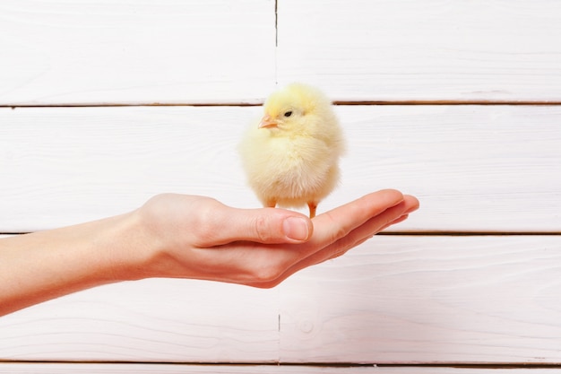 Person holding baby chick