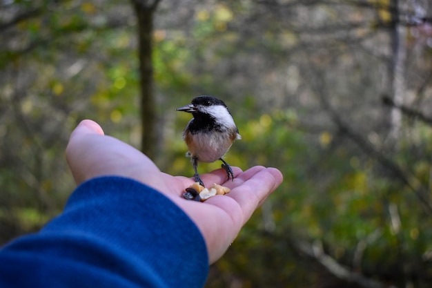 写真 鳥を手に乗せて持っている人