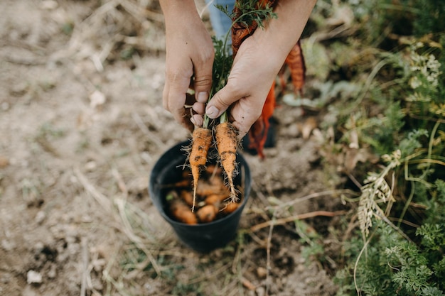 person holding carrots on field
