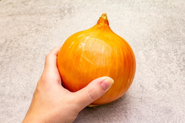 Person holding fresh giant onion bulb