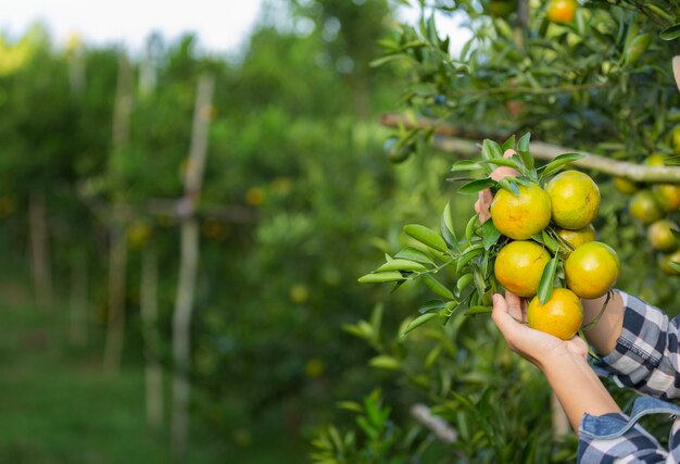 Photo person holding fruits growing on tree