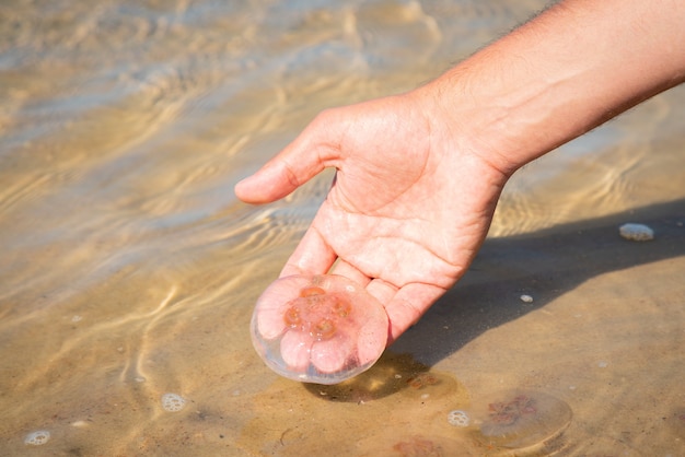 person holding jellyfish in the hand by a beach