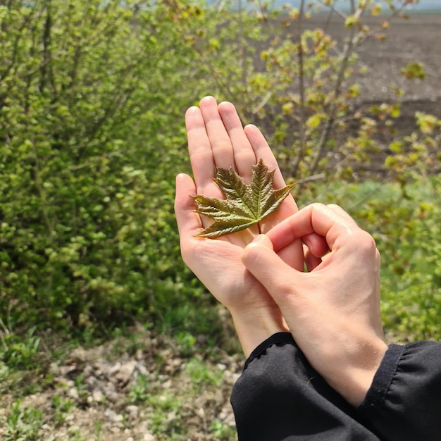 A person holding a leaf that is green and has the word maple on it.