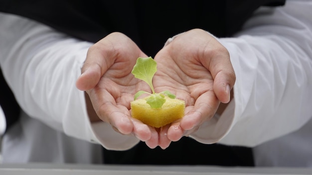 A person holding a lettuce in their hands