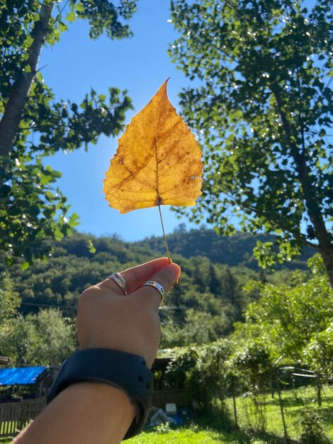 Foto persona che tiene una foglia di acero contro gli alberi