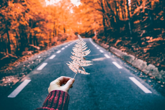 Foto persona che tiene le foglie di acero durante l'autunno