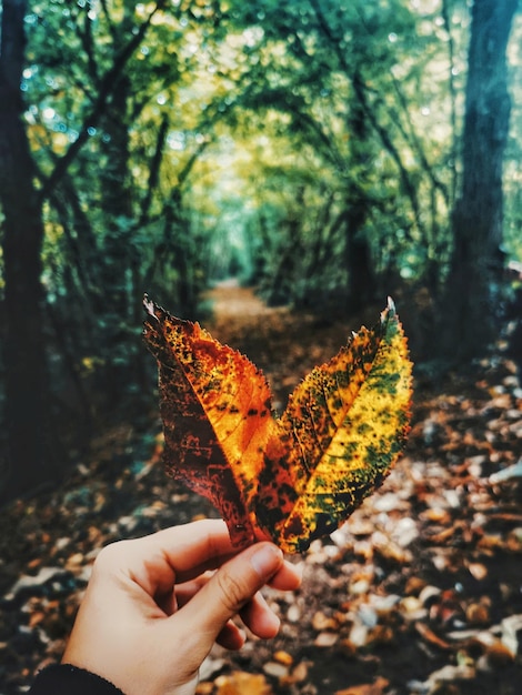 Foto persona che tiene le foglie di acero durante l'autunno