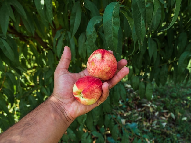 Person holding peach on the hand