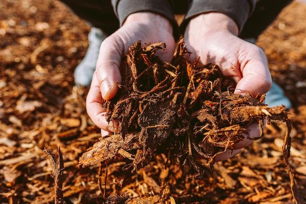 A person holding a pile of wood chips.