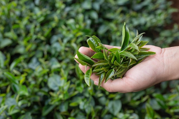 person holding plant