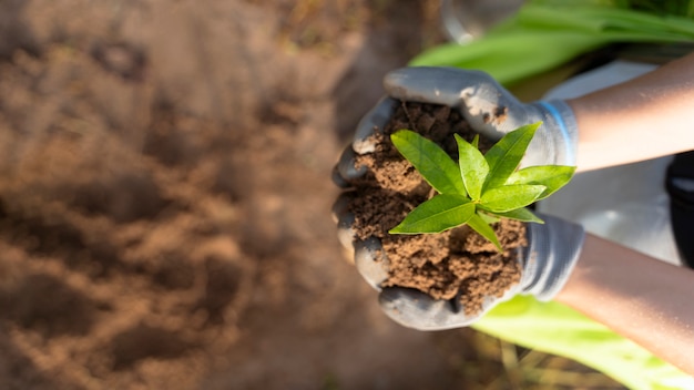 Photo person holding plant