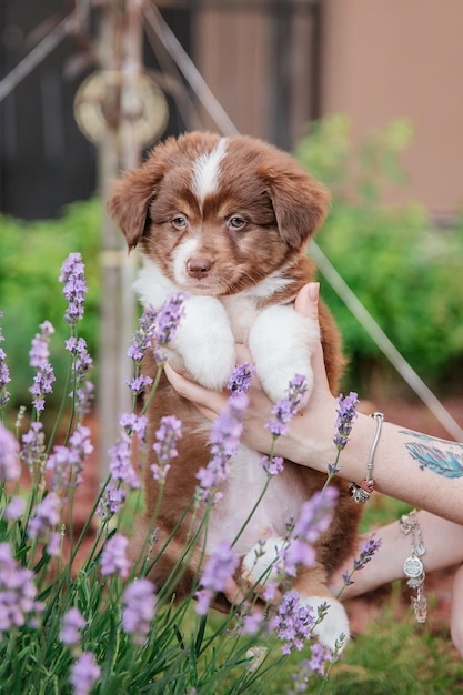A person holding a puppy in front of lavender flowers.