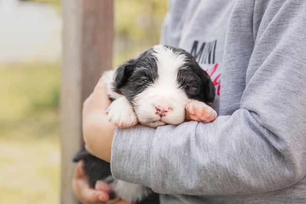 「私は子犬です」と言う子犬を抱く人