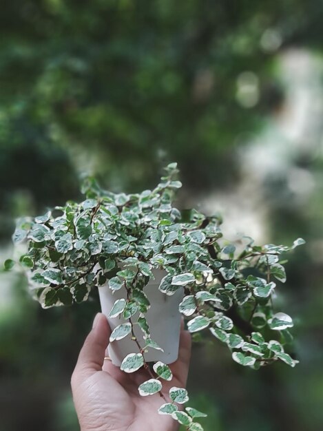 写真 小さな植物を飼っている人