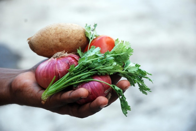 Person holding Vegetables, Potato, Onion, Coriander, Tomato. Selective Focus