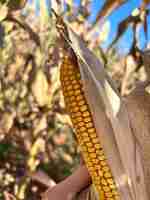 Photo a person holds an ear of corn that is open to a blue sky