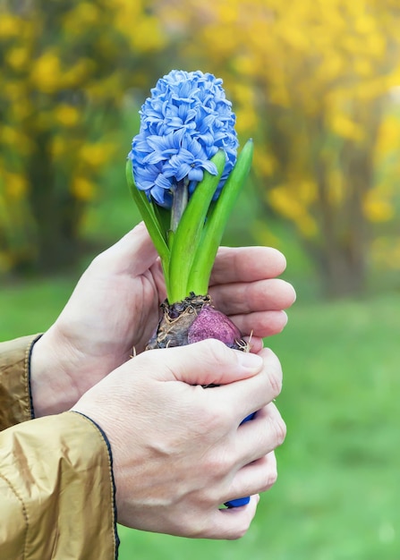 A person holds a hyacinth in her hands selective focus