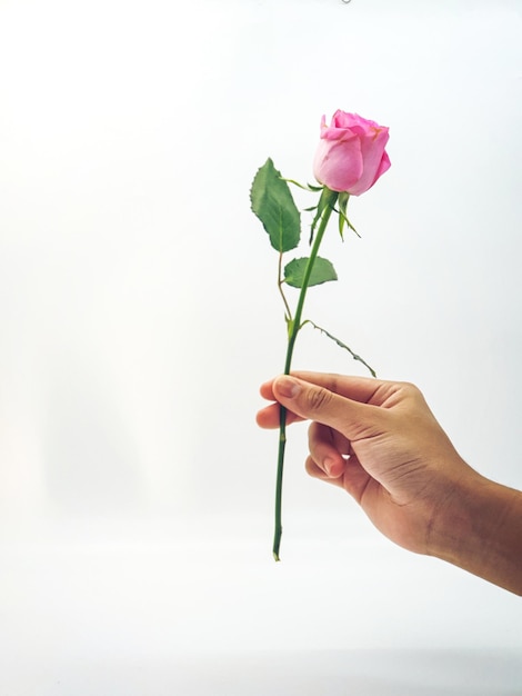 A person holds a pink rose in their hand.