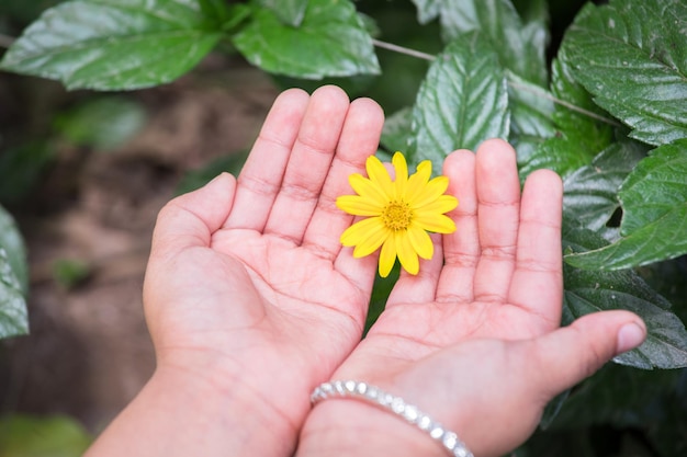 a person holds a yellow flower in their hands