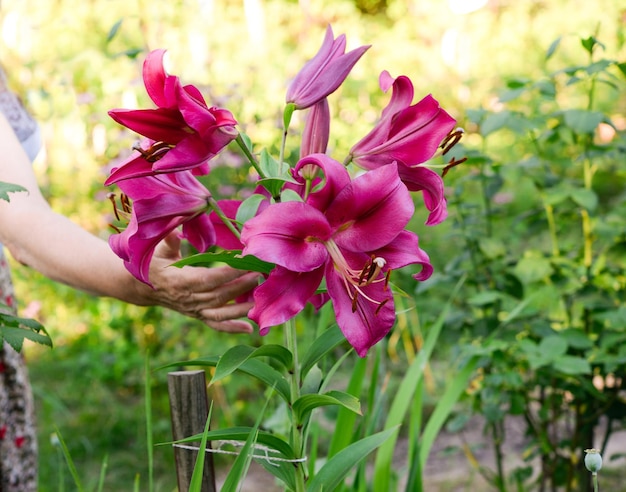 A person is holding a bunch of pink flowers in their hand.