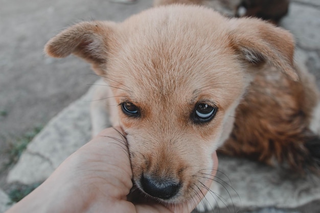 A person is holding a dog with blue eyes.