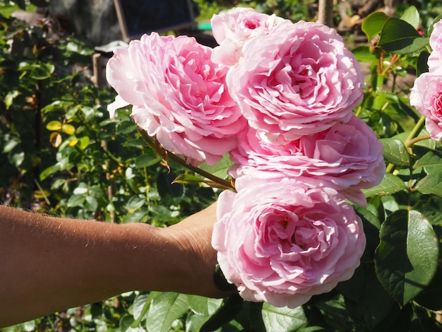 A person is holding some pink roses in their hand.