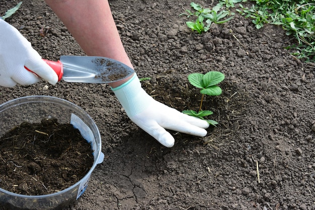 A person is planting a plant in a garden copy space