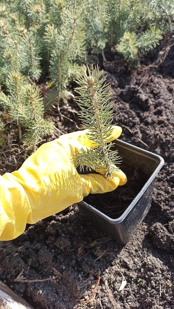 黄色い手袋をはめた人が鉢に木を植えています。