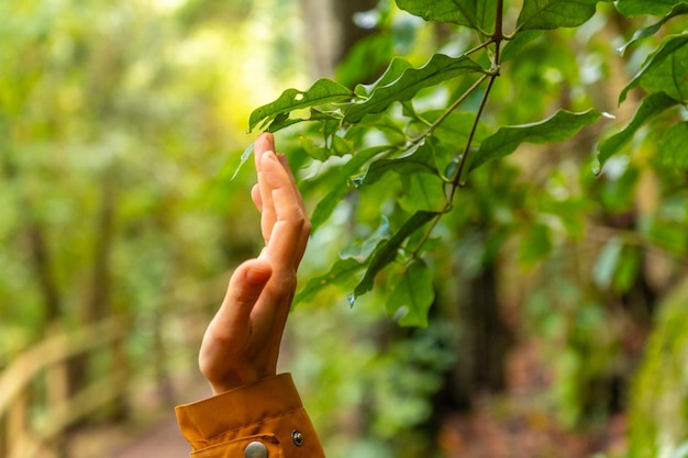 Человек протягивает руку, чтобы прикоснуться к листу на дереве